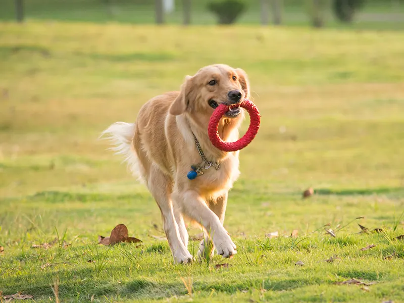 Was sind die besten Kauspielzeuge für Hunde?