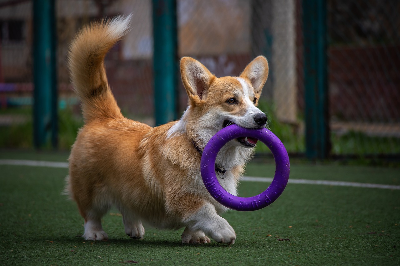 Glückliches Hundespielzeug！ Glückliches, gesundes Leben！