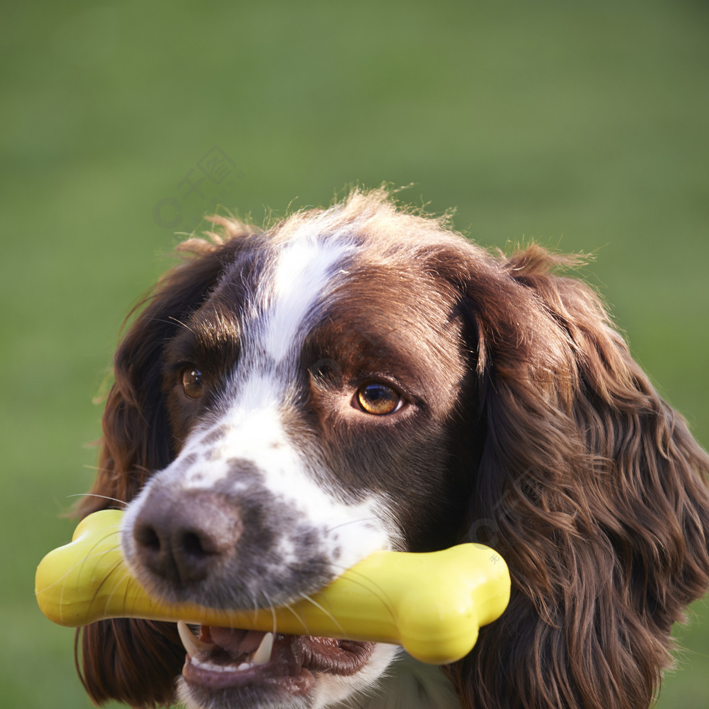 Ein guter Begleiter, um mit Ihrem Hund draußen zu spielen.