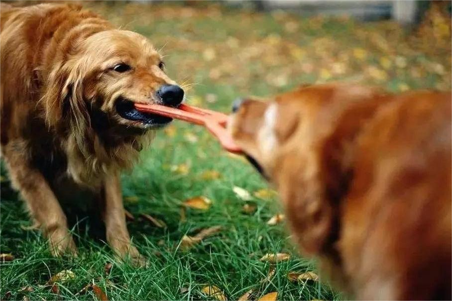 Umgang und Vorbeugung von Hundespielzeug-Aggression bei Hunden