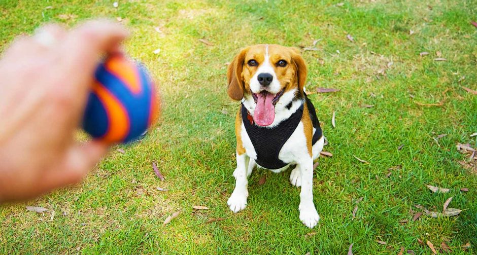 Haustiere glücklich machen: Eine farbenfrohe Odyssee der Haustierspielzeugproduktion