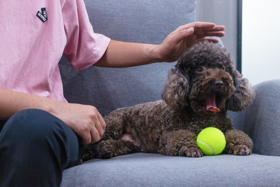 „Pet Land: Erforschung endloser Liebe und Kameradschaft“